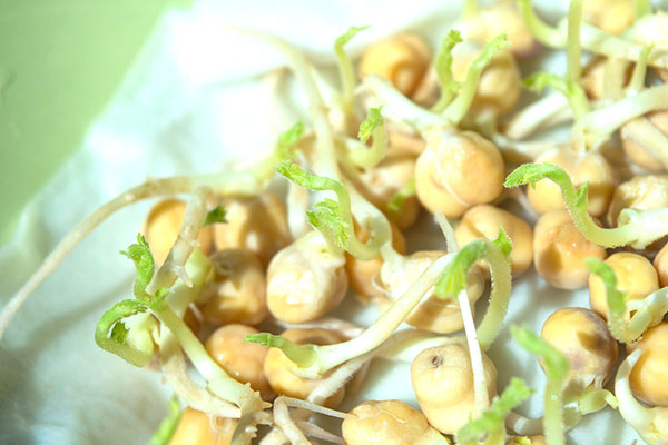 綠豆發芽,種綠豆,生物科學實驗